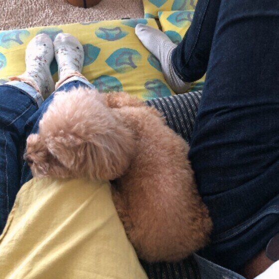 トイ・プードルのSUNNYちゃん