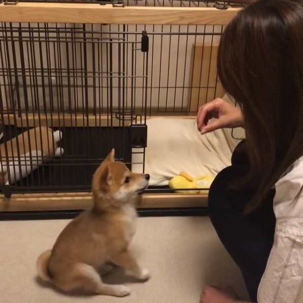 柴犬コロちゃん