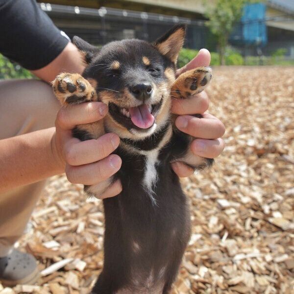 子犬時代のりんのちゃん