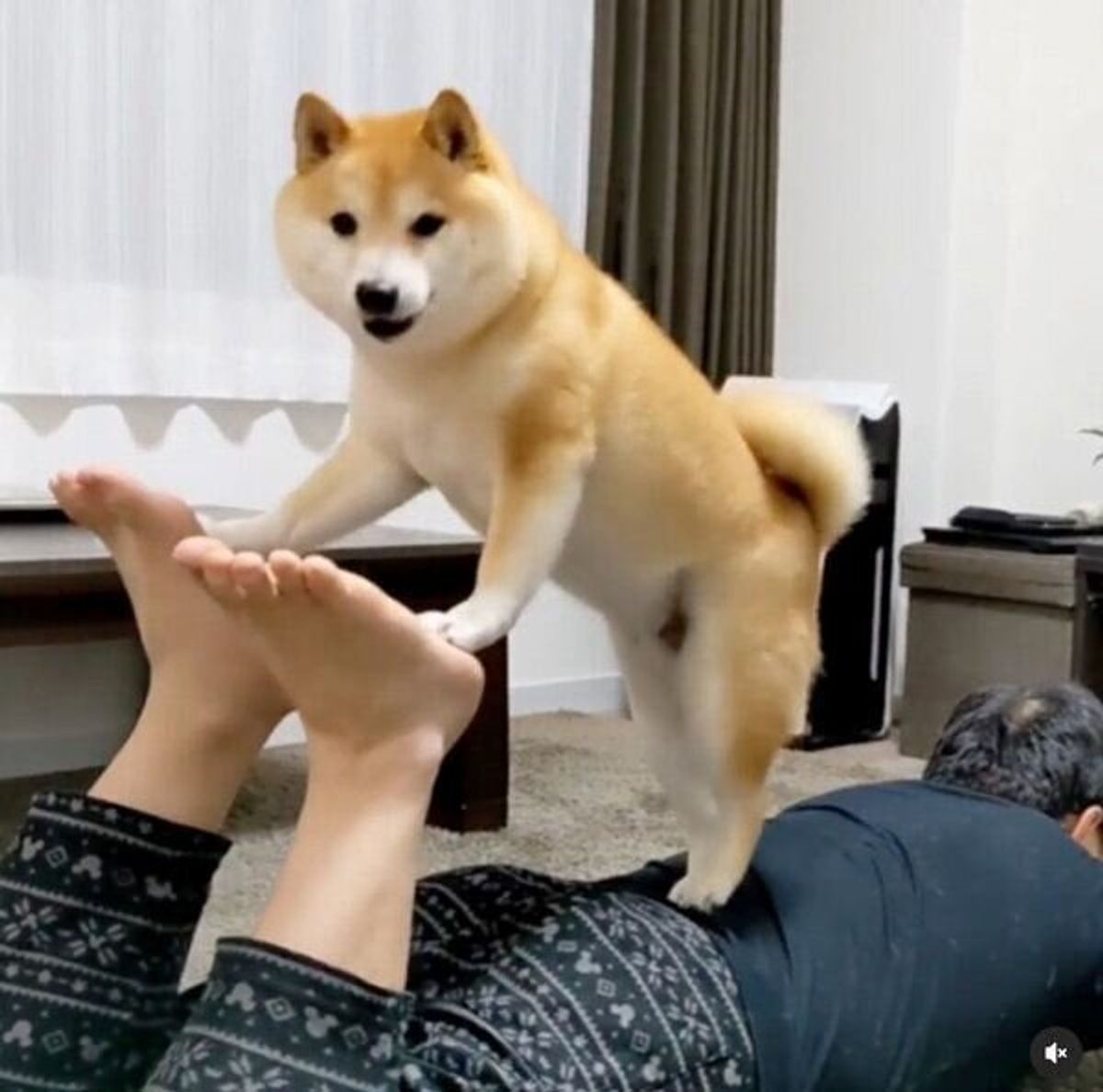 パパが出張に行くと察し そばから離れない柴犬 精一杯の阻止 にキュンとする いぬのきもちweb Magazine パパが出張に行くと察し そばから離れない柴犬 精一杯の阻止 にキュンとする いぬのきもちweb Magazine