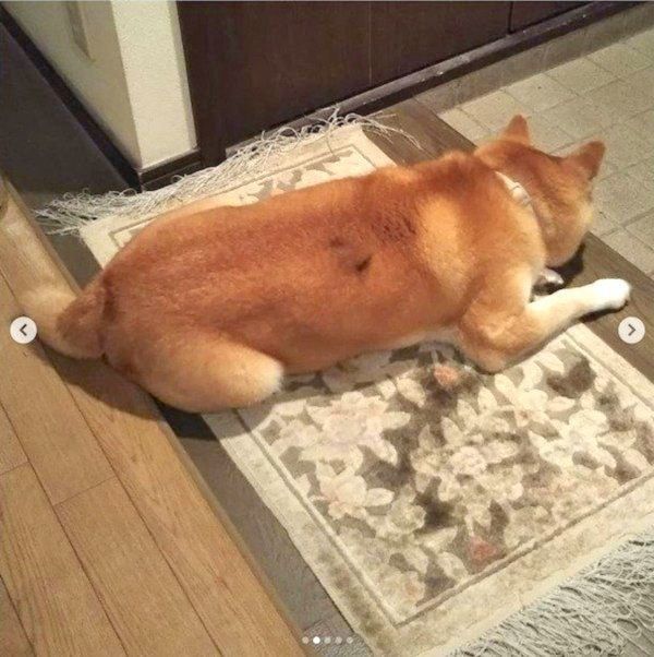 お父さんの帰りを健気に待つ柴犬