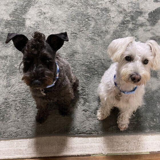 オスワリして待つミニチュア・シュナウザー