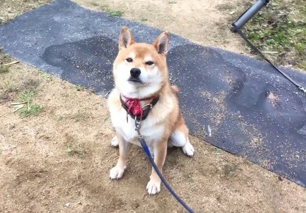 散歩に行きたいときはカメラ目線な柴犬