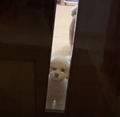 ドアの向こうからのぞくトイ・プードル