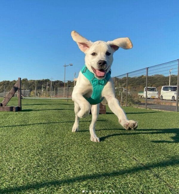 ドッグランではしゃぐイソくん