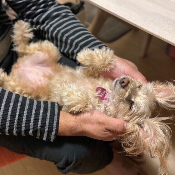 あんず （Ｍｉｘ（雑種）小型犬）ちゃんのなでなで