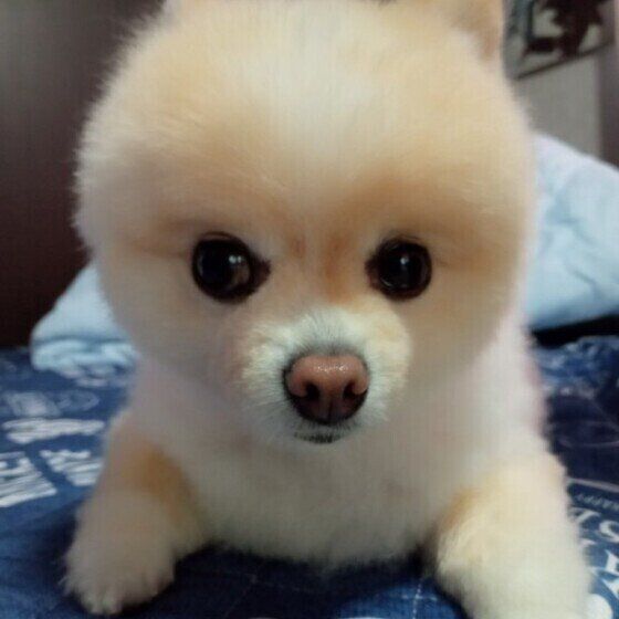 ポメラニアンのリオちゃん