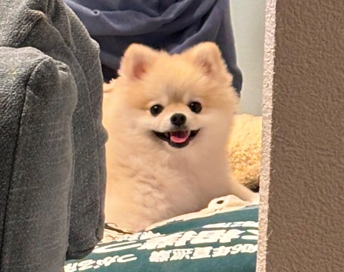 帰宅した飼い主さんを見て、笑顔になるゴン太くん