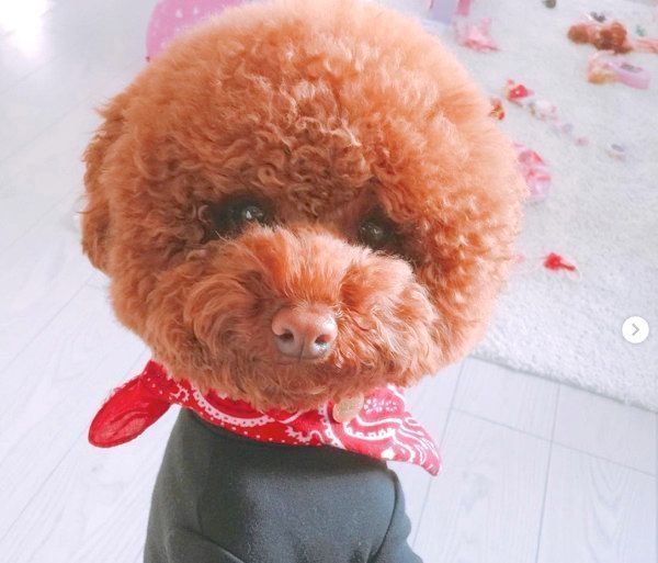 洋服を着るトイ・プードル