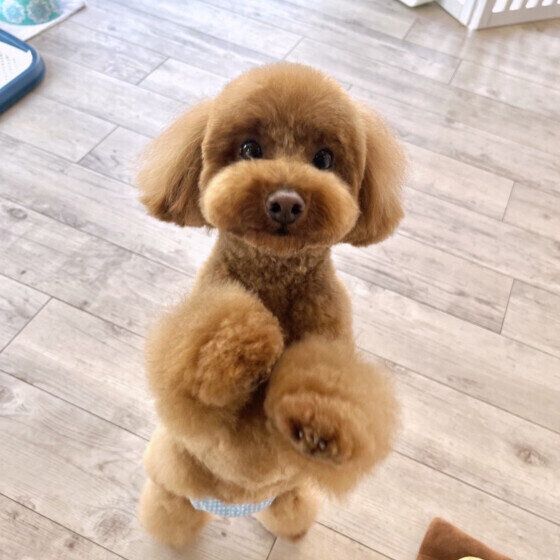 トリミングしてもらったモカちゃん