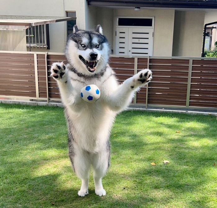 ボールをキャッチしようとするアルくん