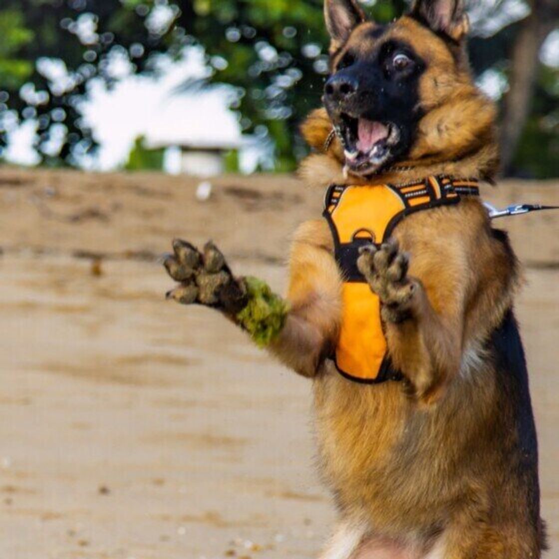 ジャーマン シェパード ドッグって 今話題の犬に注目 いぬのきもちweb Magazine ジャーマン シェパード ドッグって 今話題の犬に注目 いぬのきもちweb Magazine