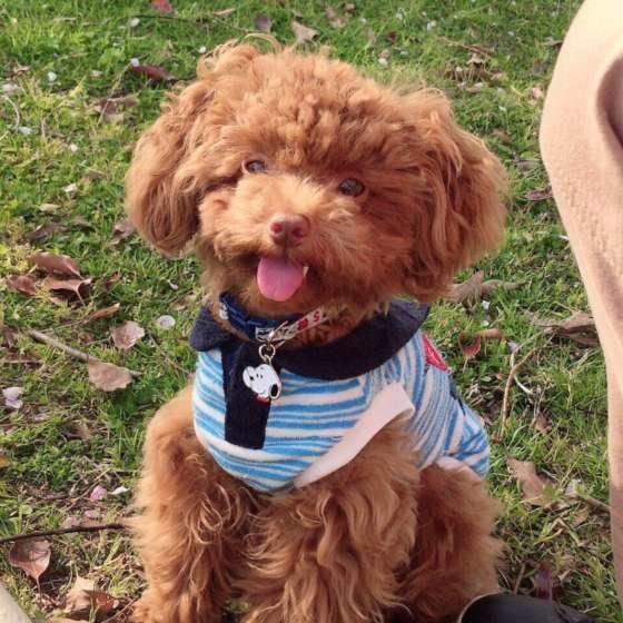 おすまししているトイ・プードル