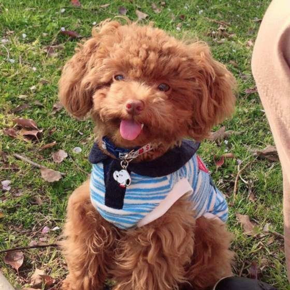 獣医師監修 小型犬は外飼いしても大丈夫 必要な環境や注意点 いぬのきもちweb Magazine 獣医師監修 小型犬は外飼いしても大丈夫 必要な環境や注意点 いぬのきもちweb Magazine