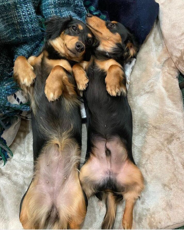 ミニチュア・ダックスフンドのコムギちゃんとホップくん