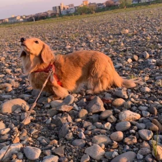 ミニチュア・ダックスフンドのみにちゃん