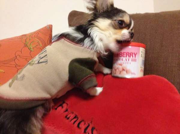 缶をかじるチワワ