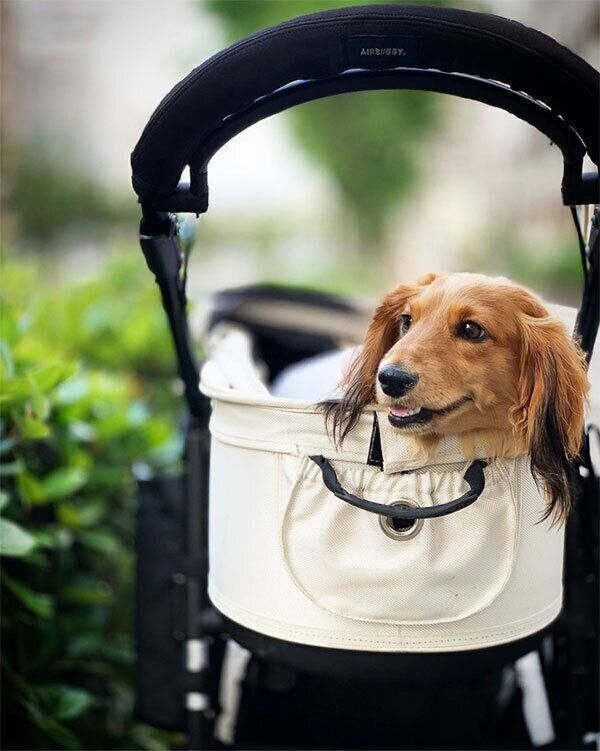 バギーに乗るハルくん