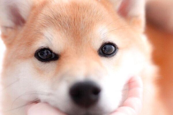 見つめるこまりちゃん