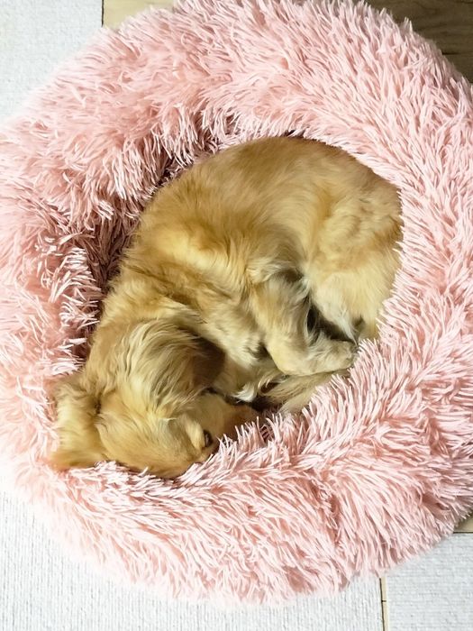 ぬくぬく、ぽかぽか気持ちよさそうな七夜くん