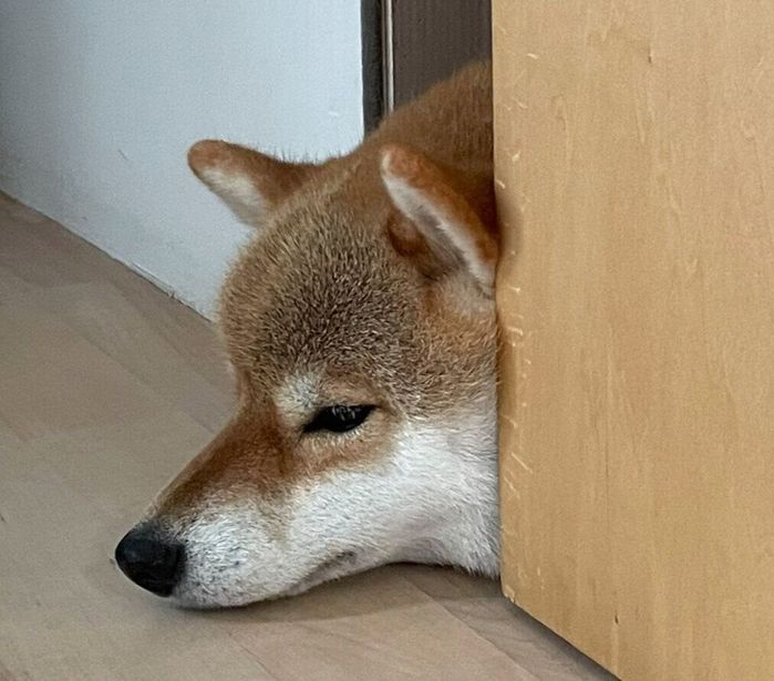 ドアの隙間から顔だけ出すマヤちゃん