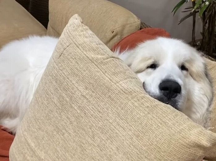 クッションの後ろで寝ようとする犬