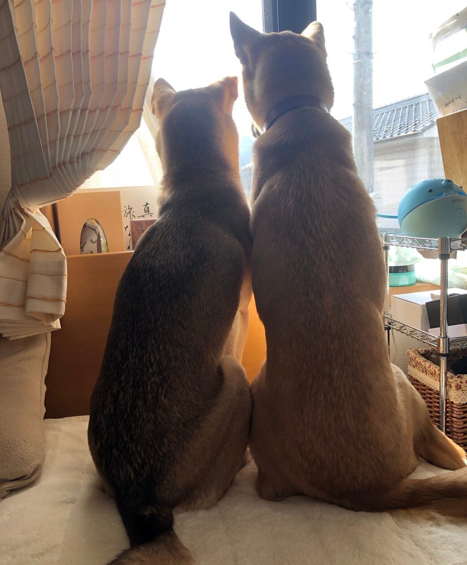 窓の外を眺めるあんこちゃん、もちちゃん。