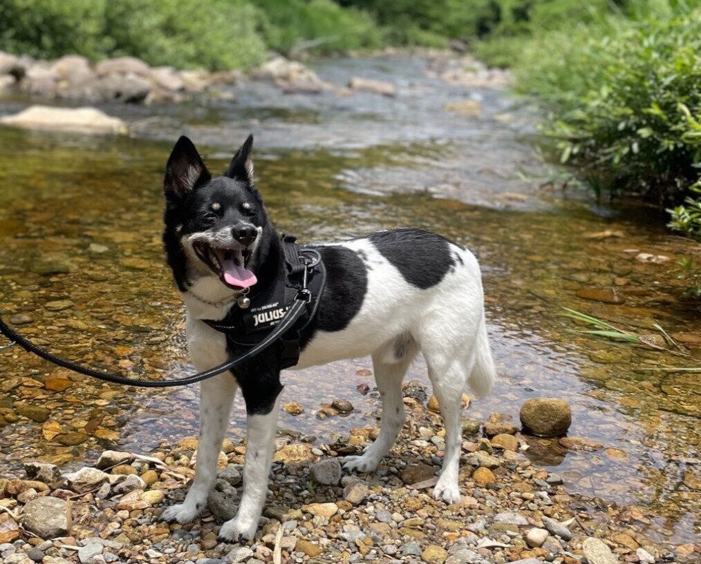 笑顔の表情で旅行を楽しむ犬