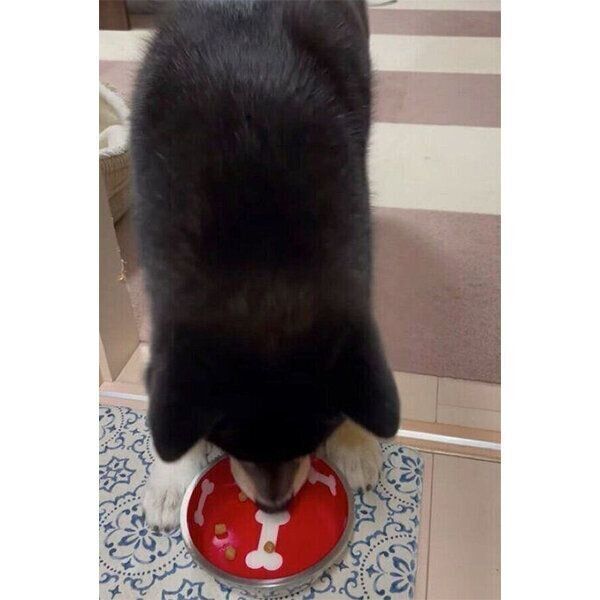 ごはんを食べるこてつくん