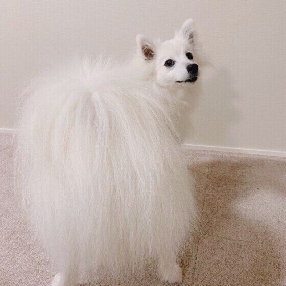 日本スピッツのぐみちゃん