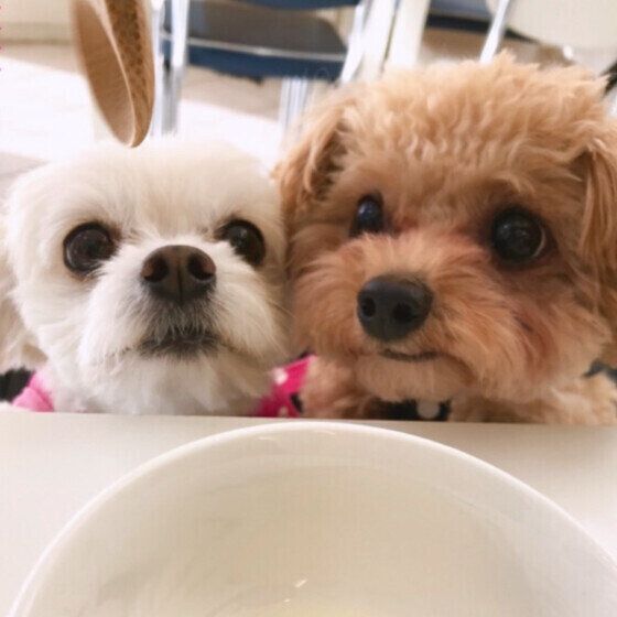 スプーンを見つめるくるみちゃん