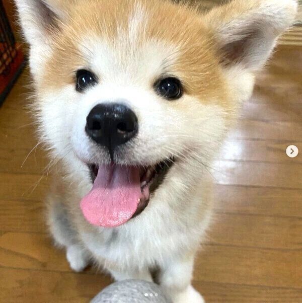 笑顔が可愛い福くん