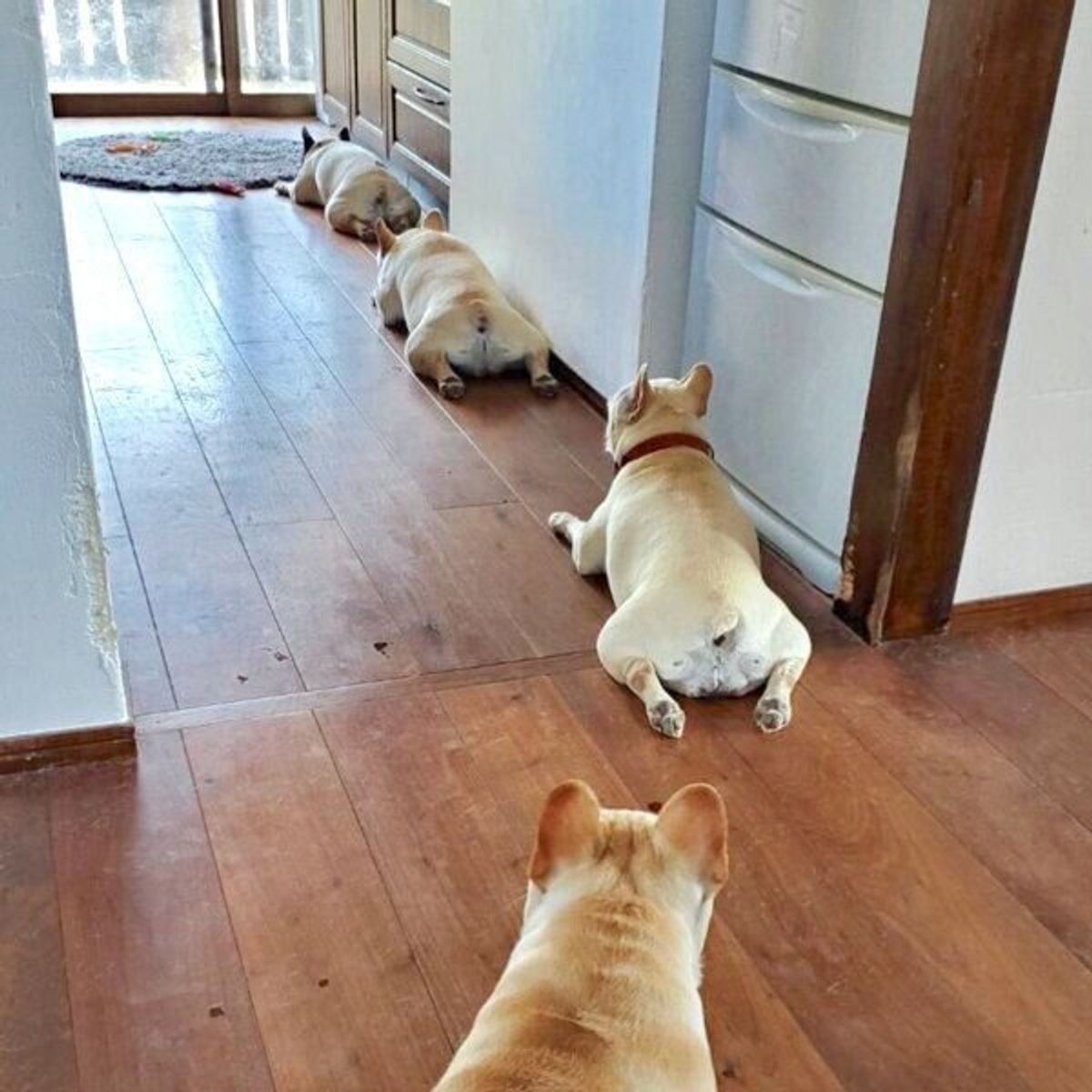 スーパーのレジ待ちみたい ソーシャルディスタンスを保ってキレイに並ぶ犬たちの姿に爆笑 いぬのきもちweb Magazine スーパーのレジ待ちみたい ソーシャルディスタンスを保ってキレイに並ぶ犬たちの姿に爆笑 いぬのきもちweb Magazine