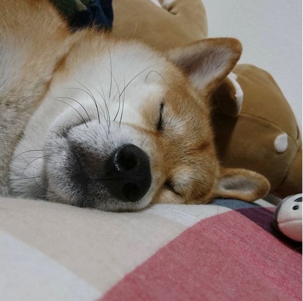 隣で寝ている柴犬