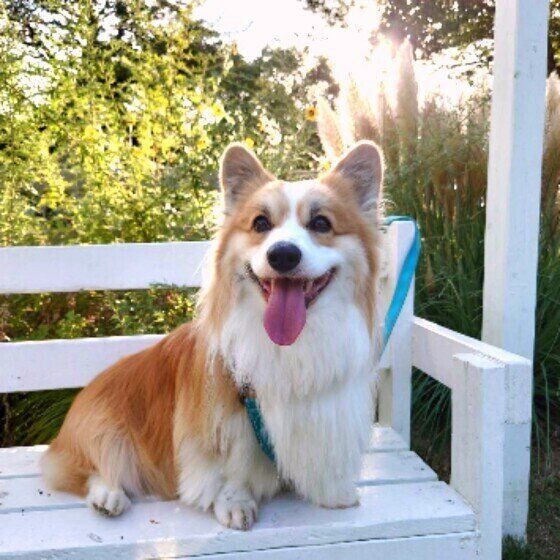 秋に危険な4つの植物 散歩時に愛犬がケガをすることも？ いぬのきもち