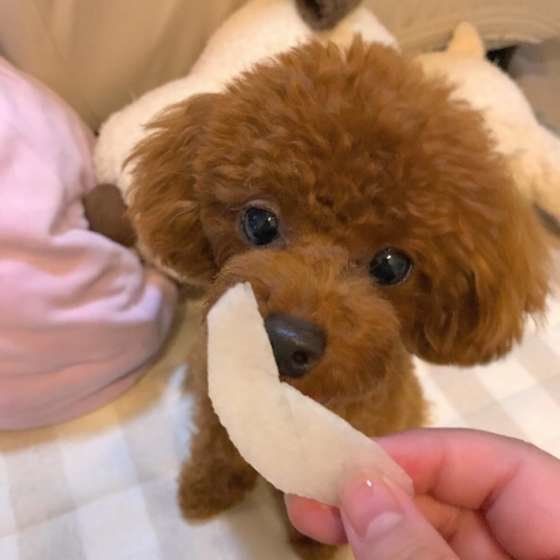 犬にもOK秋の味覚「梨」