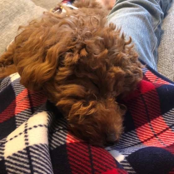 トイ・プードルのソリちゃん