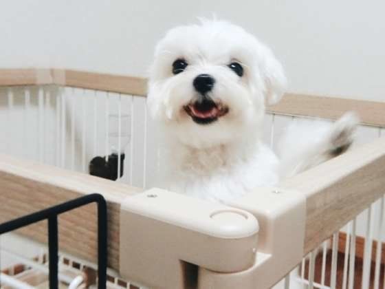 にっこり笑うマルチーズ