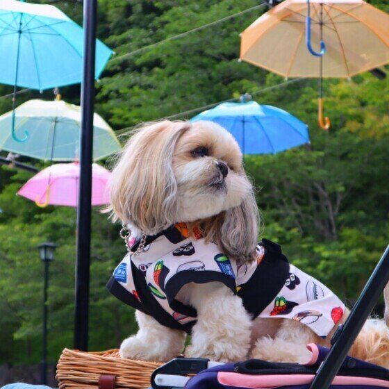 梅雨時期に気を付けたい犬の病気3選 雨の多い季節に犬の健康管理で注意すること シー・ズー いぬのきもち