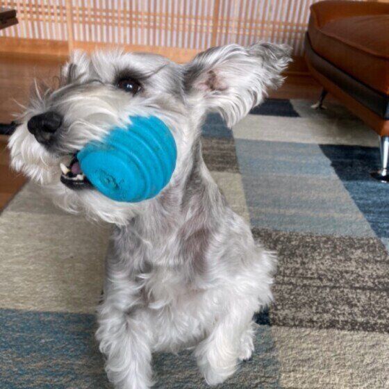 ボールで遊ぶミニチュア・シュナウザー