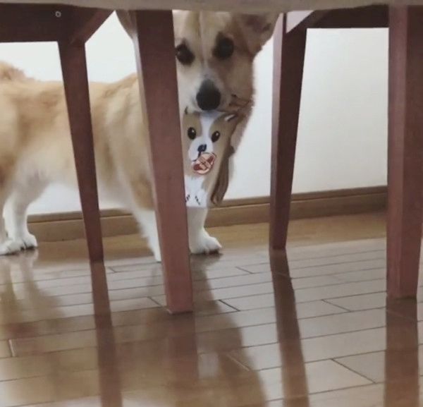 靴下をくわえて逃げ回る犬