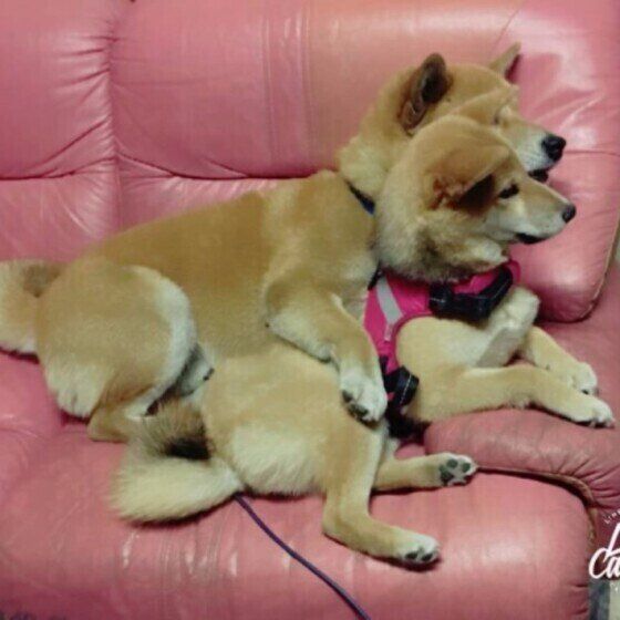 柴・カレラちゃんを守るアール君