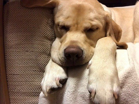 眠るラブラドール・レトリーバー