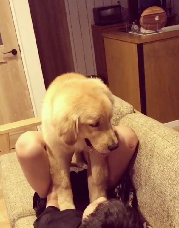 高い高いされるゴールデン・レトリーバー