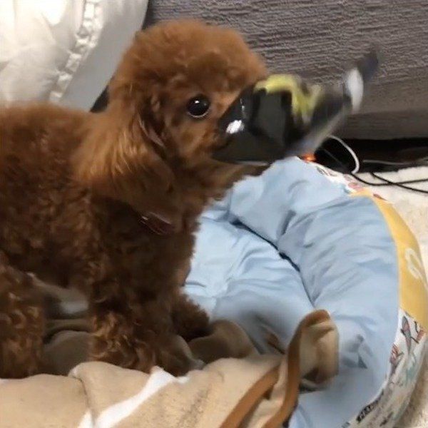 トイ・プードル