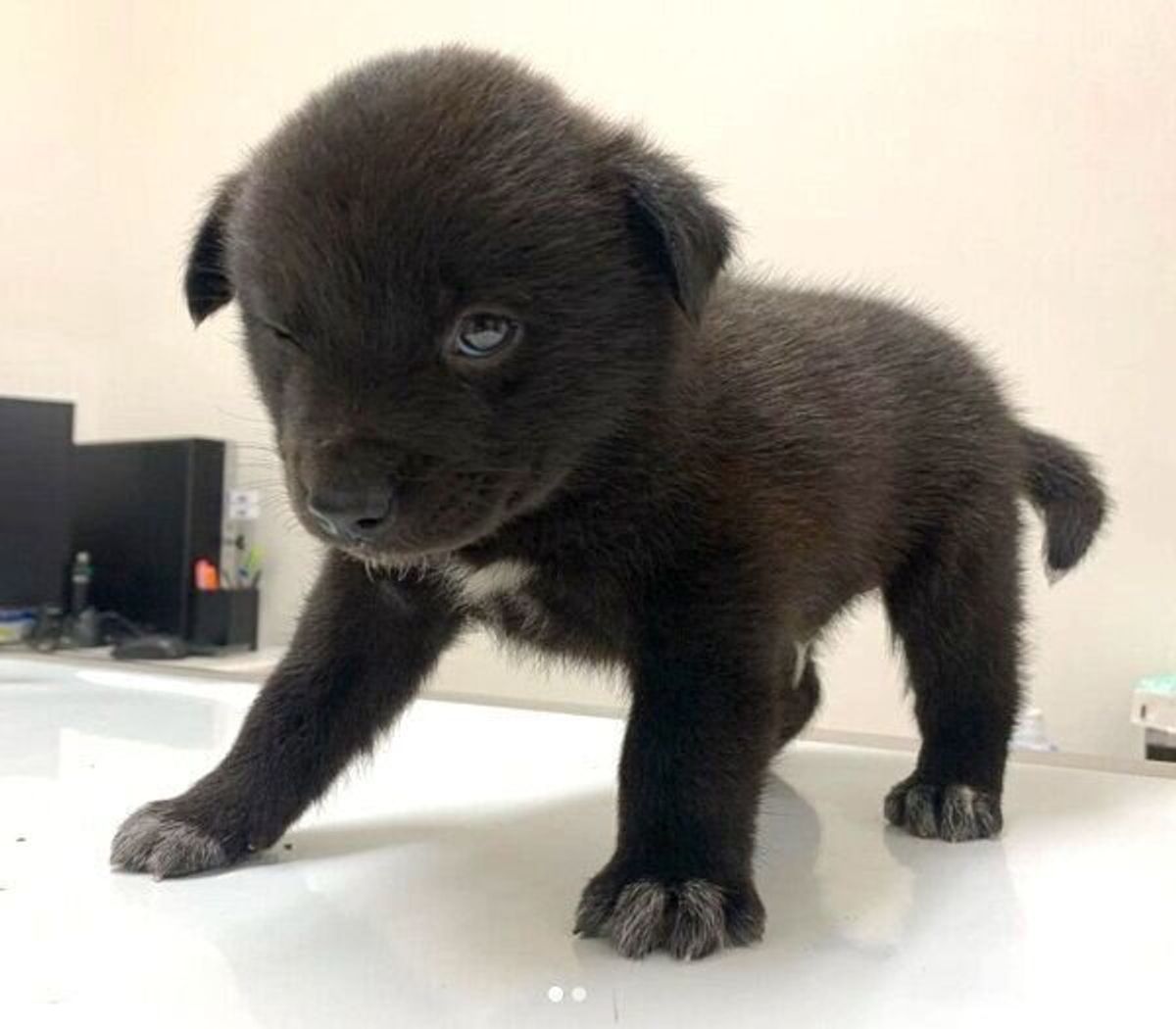 生い立ちの違う2頭の保護犬と家族に 隔離生活の日々を経た現在の暮らしを飼い主に聞いた いぬのきもちweb Magazine 生い立ちの違う2頭の保護犬と家族に 隔離生活の日々を経た現在の暮らしを飼い主に聞いた いぬのきもちweb Magazine