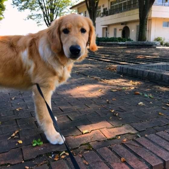 犬をお留守番させる際に気をつけること