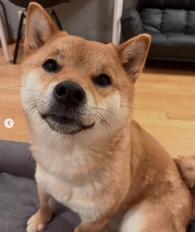 おやつを期待するくま丸くん