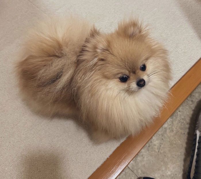 玄関をパトロールするなごみちゃん