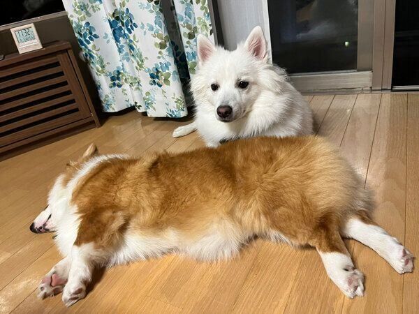 ぺぺちゃんと先住犬・こんくん